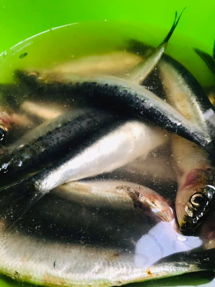 Ricetta Sarde a beccafico alla palermitana - passaggio 1