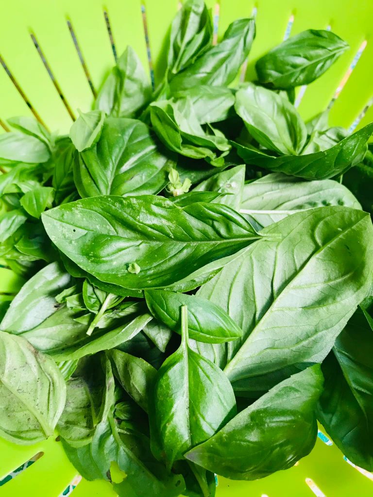 Ricetta Spaghetti al pesto di basilico (a modo mio) pomodorini e tonno - passaggio 1